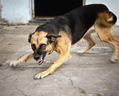 dog-bite-2
